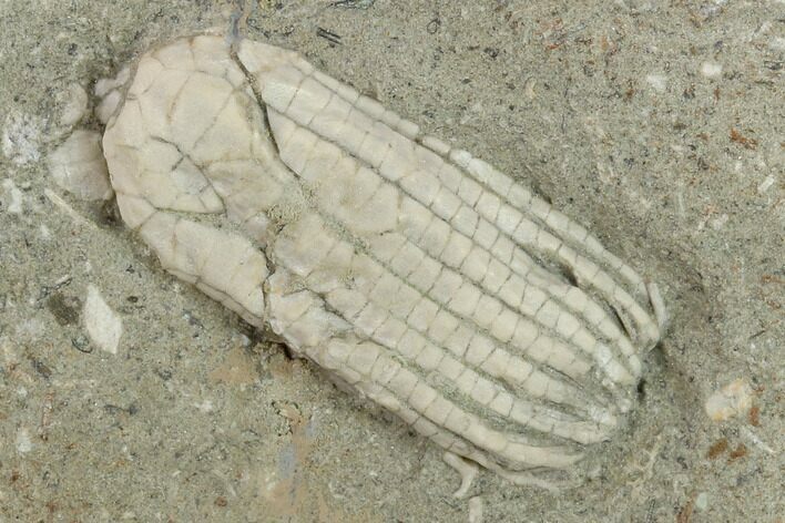 Fossil Crinoid (Sarocrinus) - Crawfordsville, Indiana #132799